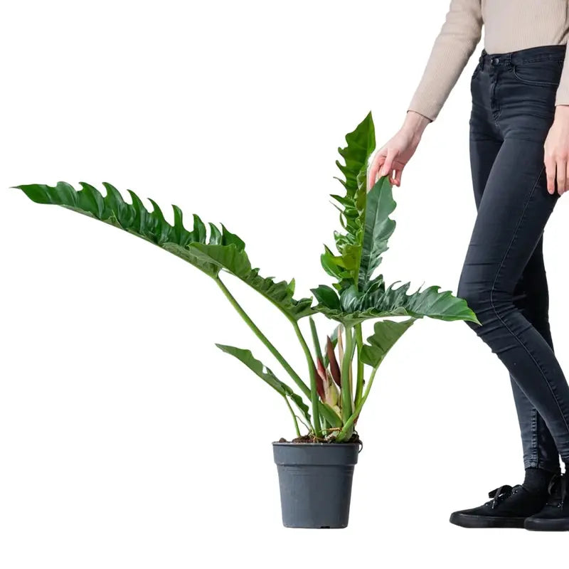 Philodendron Narrow Escape, Jungle Boogie