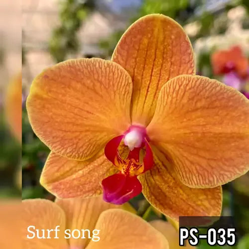 Phalaenopsis Ps-035