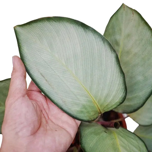 Calathea Silver Plate | Calathea Pink Aurora Plant