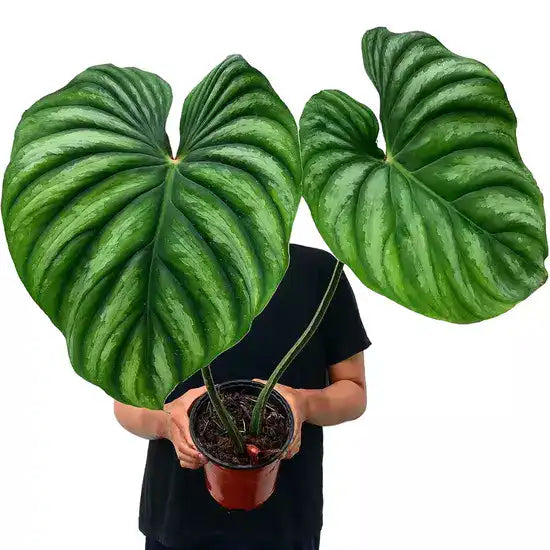PHILODENDRON PLOWMANII ROUND FORM- Rare