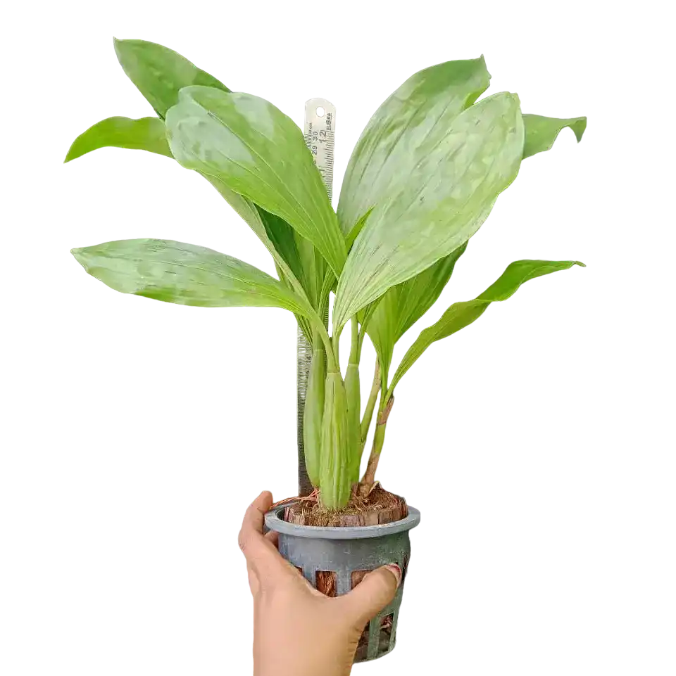 Coelogyne Rochussenii Fragrance (Necklace orchids)