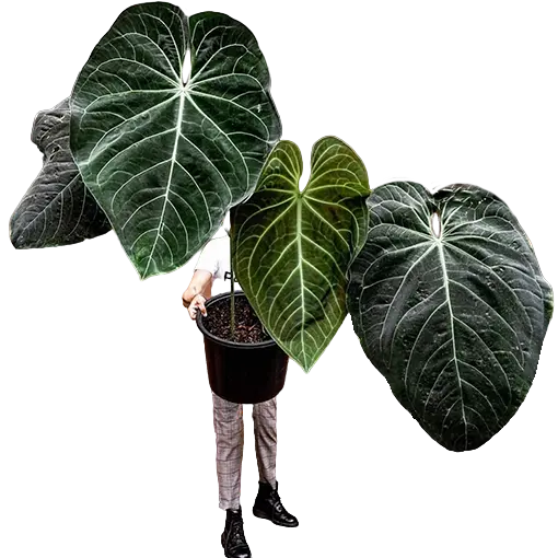 Anthurium Magnificum Live plant - Rare