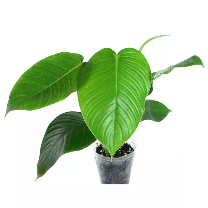 Philodendron Scherberichii- Rare Plant