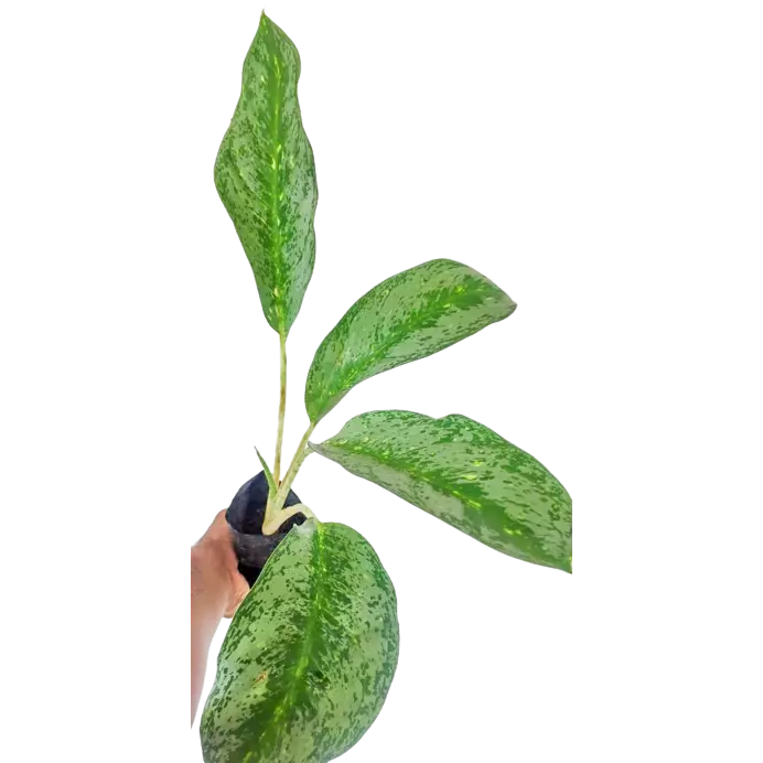 Aglaonema 2 (Big)