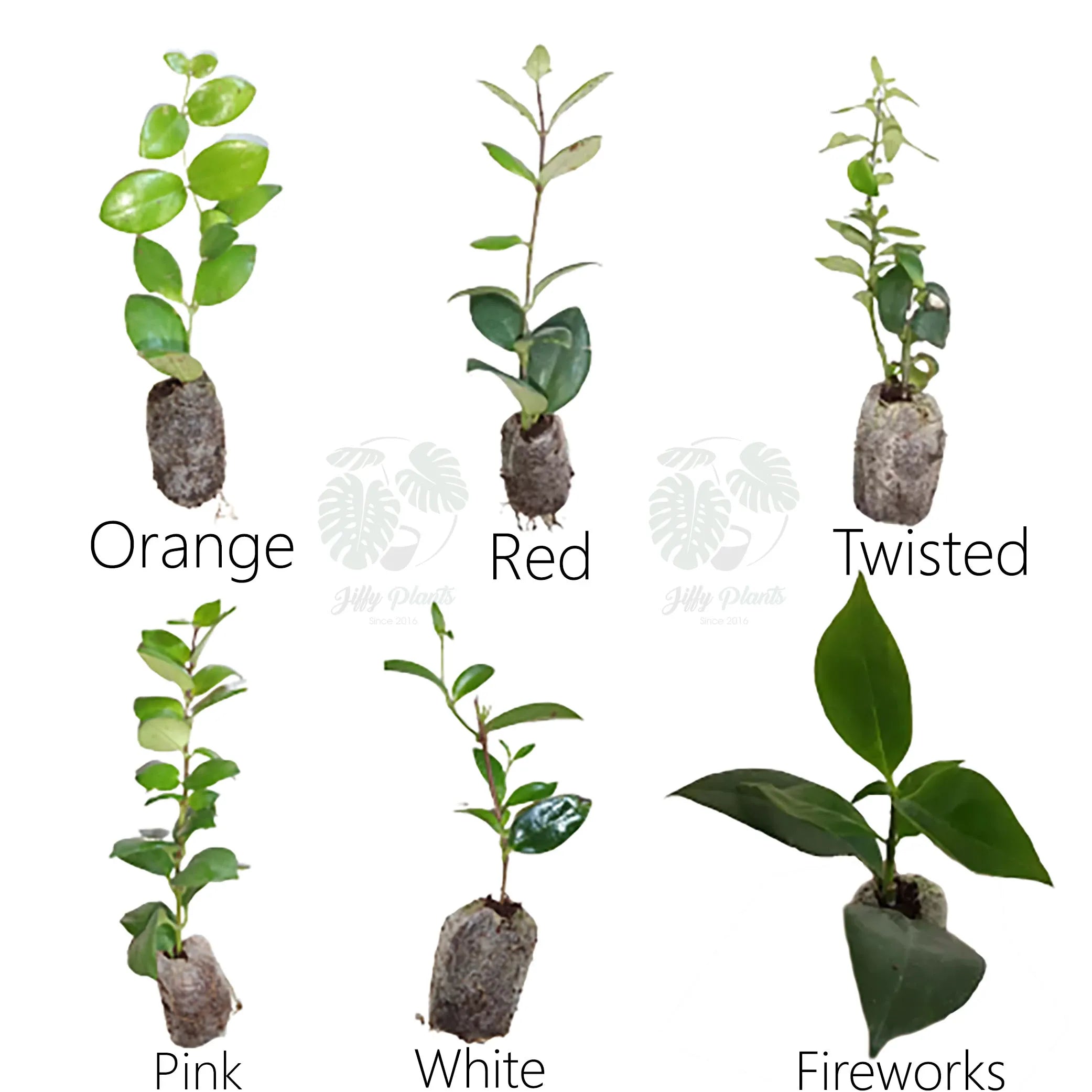 6 Lipstick Plants Combo