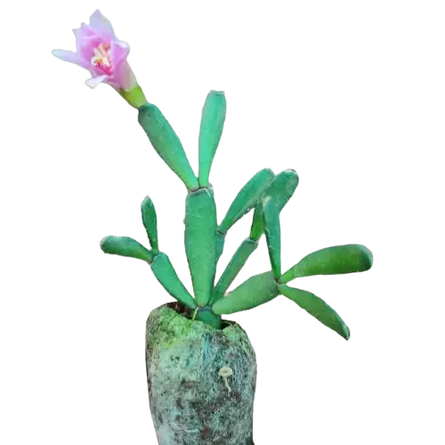 Pink Christmas cactus (Schlumbergera)