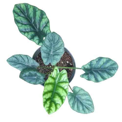 Alocasia Baginda 'Dragon Scale' (Rare) - BIG