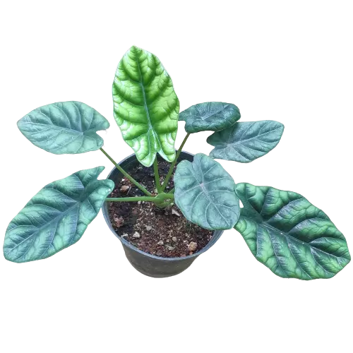 Alocasia Baginda 'Dragon Scale' (Rare)
