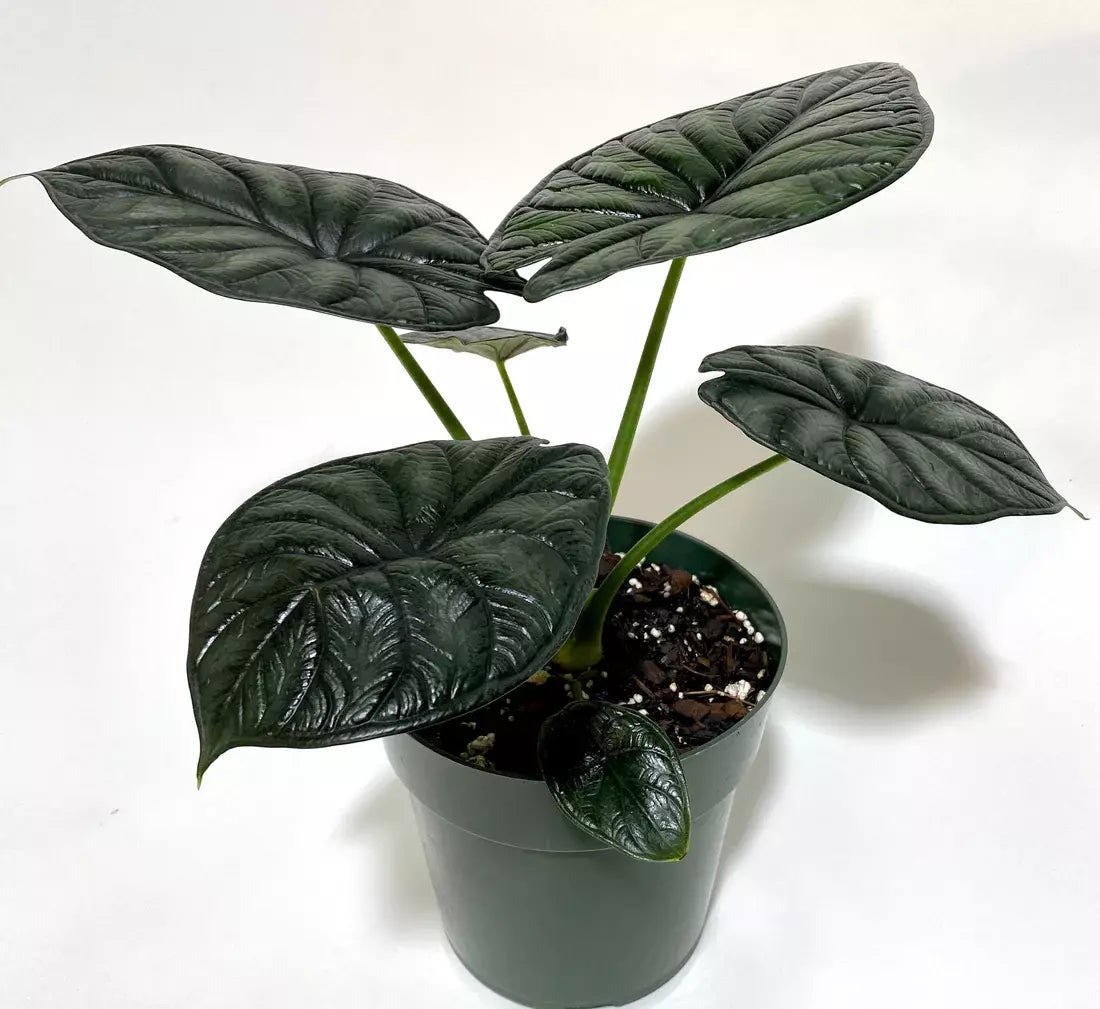 Alocasia Baginda 'Dragon Scale' (Rare)
