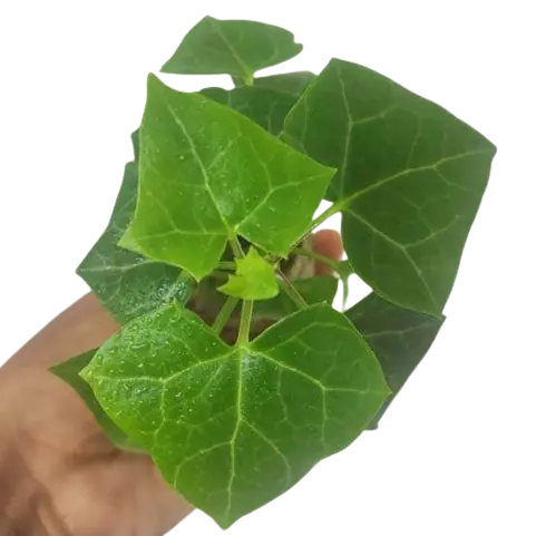 English ivy/WaX ivy (Green)