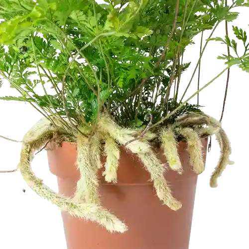 Rabbit’s Foot Fern ( Davallia fejeensis ) - Rare
