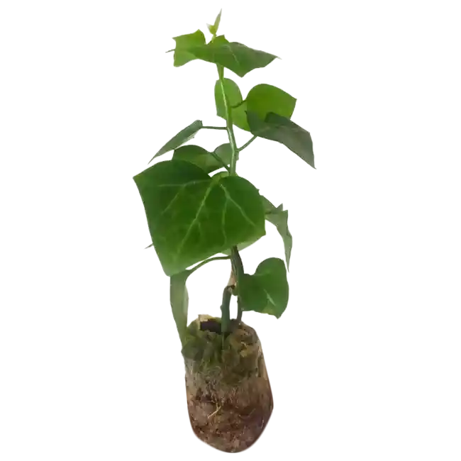 English ivy/WaX ivy (Green)