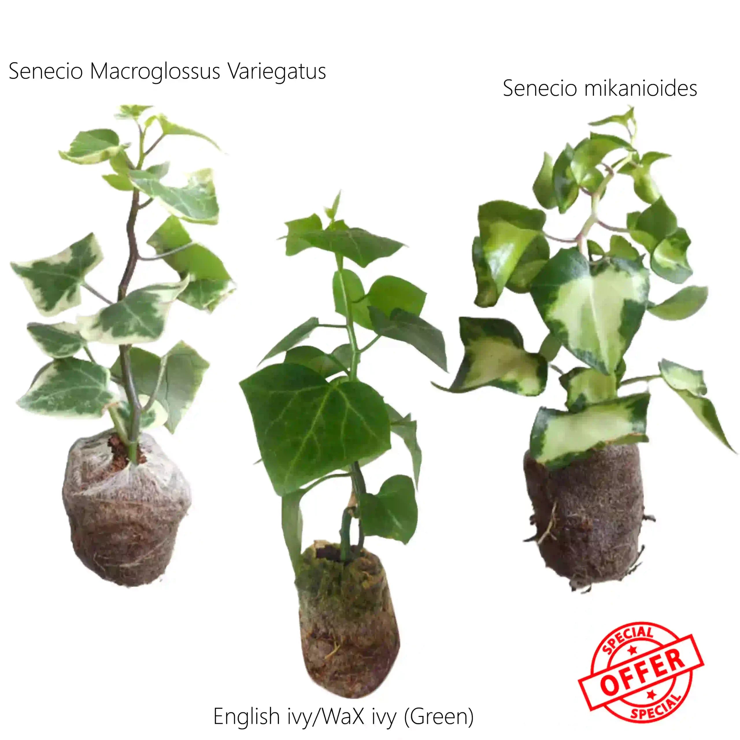 English Ivy 3 Varietys combo