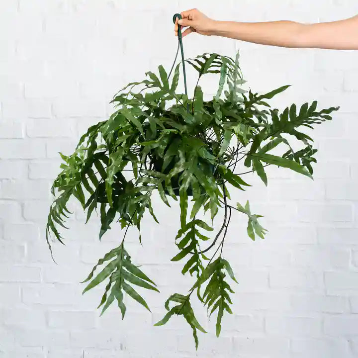 KANGAROO FERN (Microsorum diversifolium) - LARGE