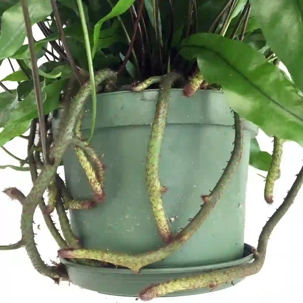 KANGAROO FERN (Microsorum diversifolium) - LARGE