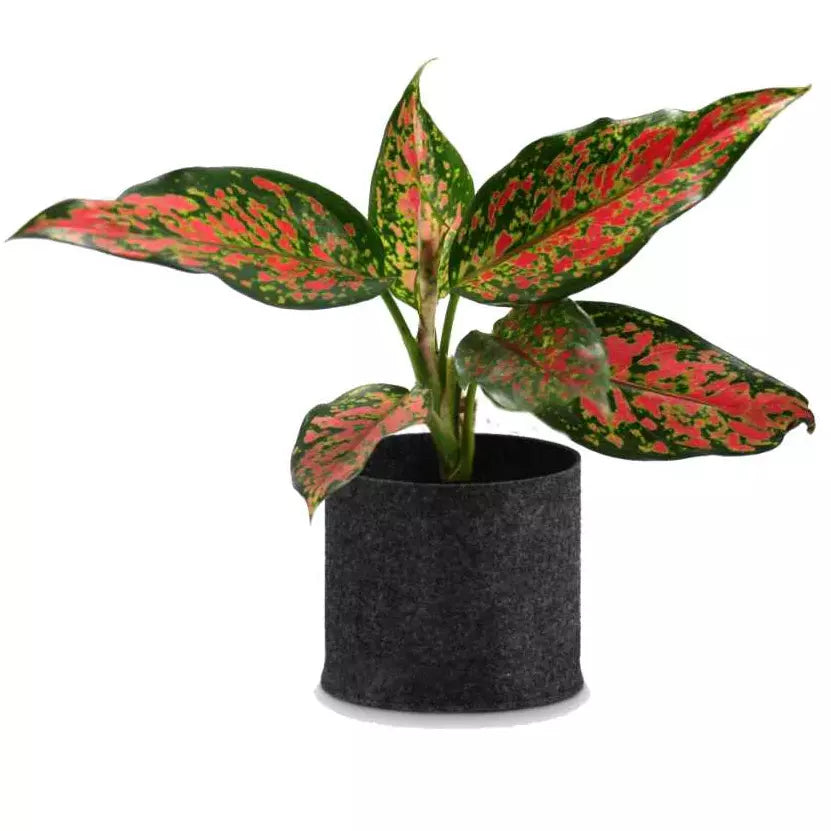 Pink Dalmatian Aglaonema Plant