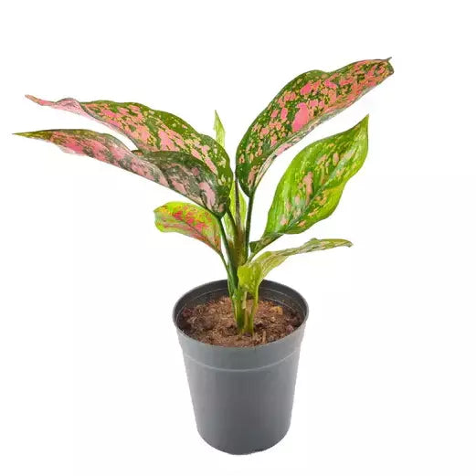 Pink Dalmatian Aglaonema Plant
