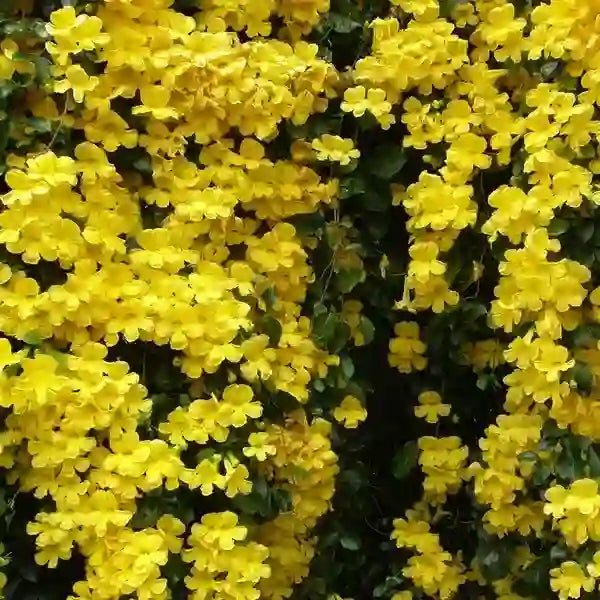Cat's Claw Creeper Live Plant - Best Flowering Creeper
