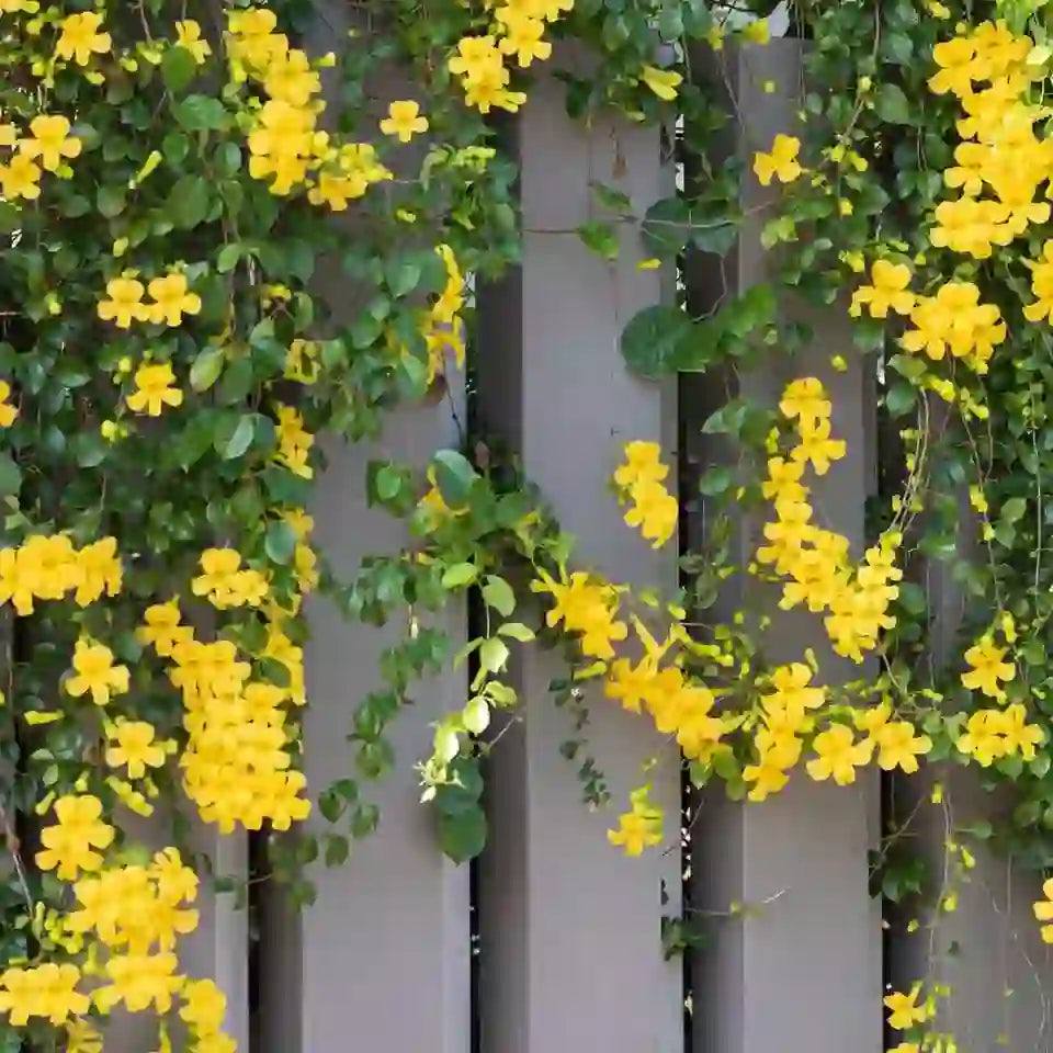 Cat's Claw Creeper Live Plant - Best Flowering Creeper