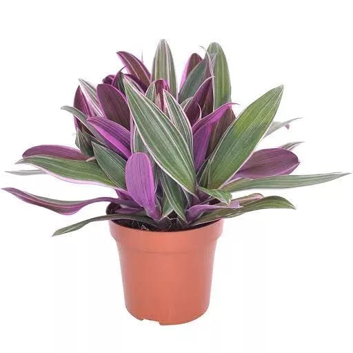 Rhoeo Plant - Pink