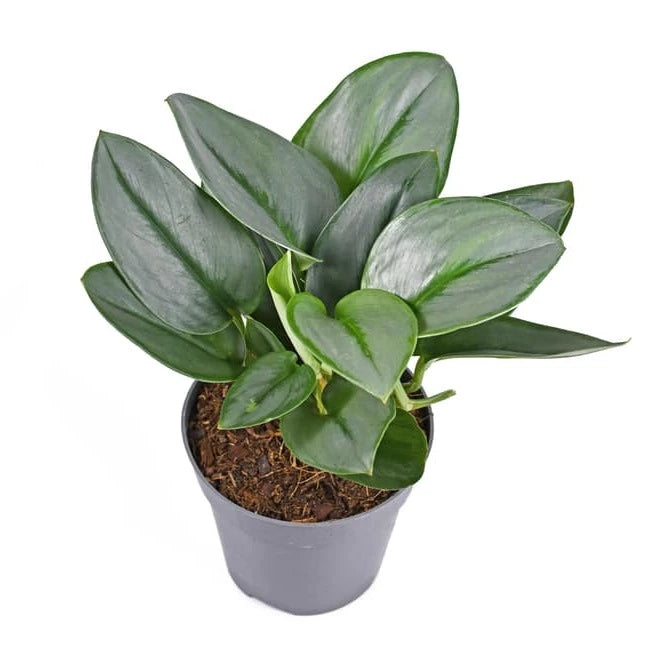 Scindapsus 'Treubii’ Moonlight - Rare