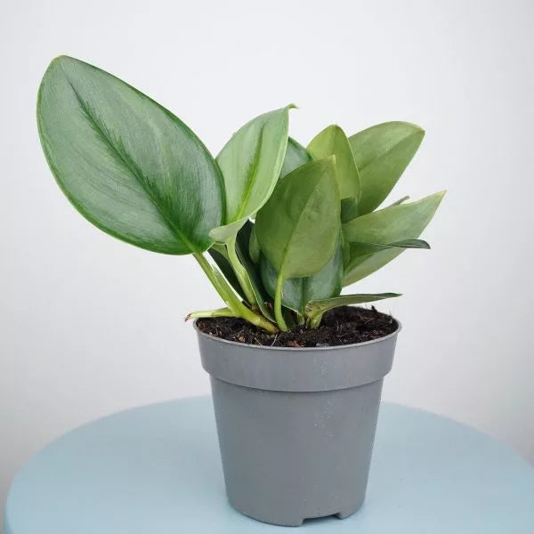 Scindapsus 'Treubii’ Moonlight - Rare