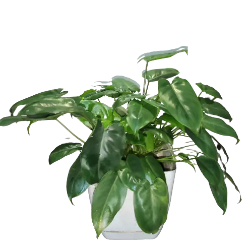 Philodendron Burle Marx Miniature