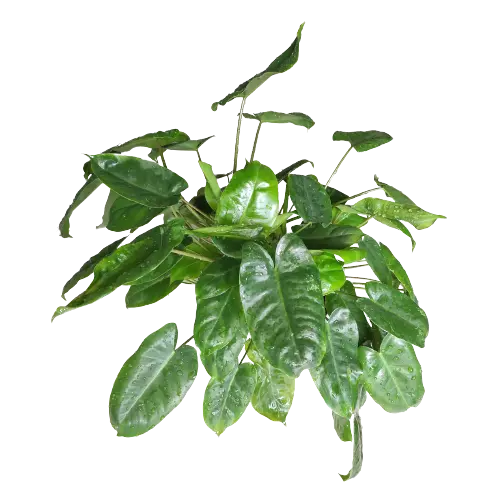Philodendron Burle Marx Miniature