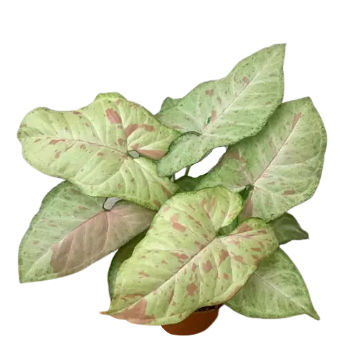 Syngonium Confetti- Rare plant
