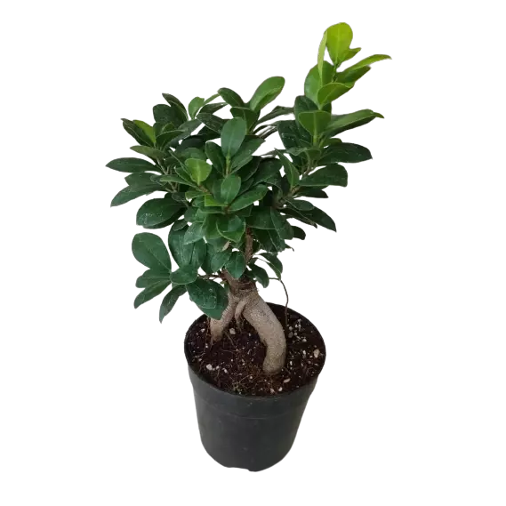 Ficus Bonsai