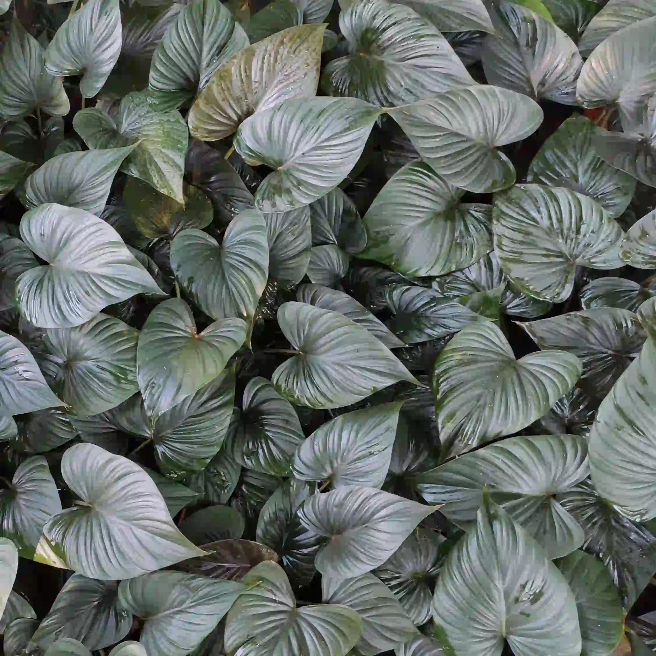 Homalomena Emerald, Black leaf -Rare Plant