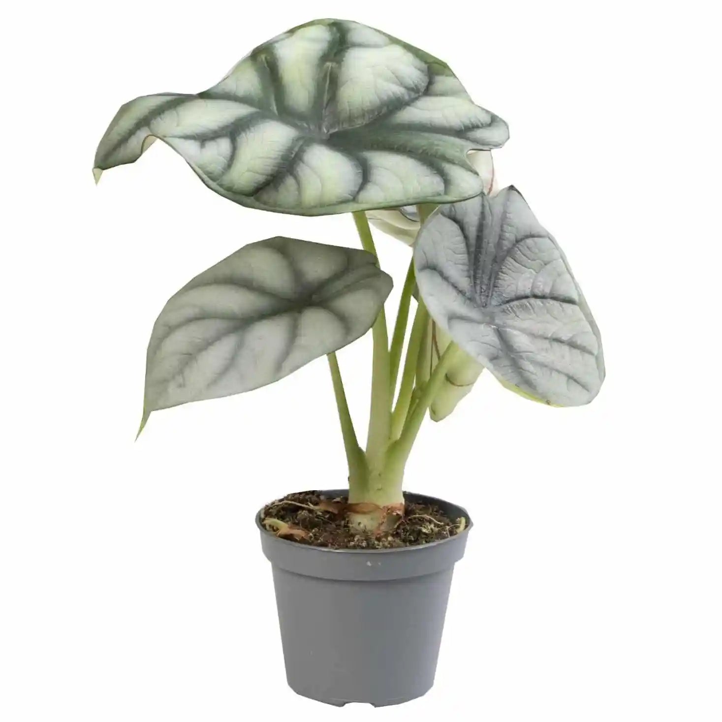 Alocasia Baginda ‘Silver Dragon’