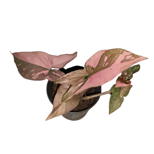Syngonium Pink Splash (Rare)