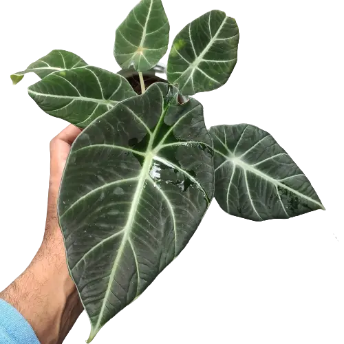 Alocasia Black Velvet - Rare - BIG