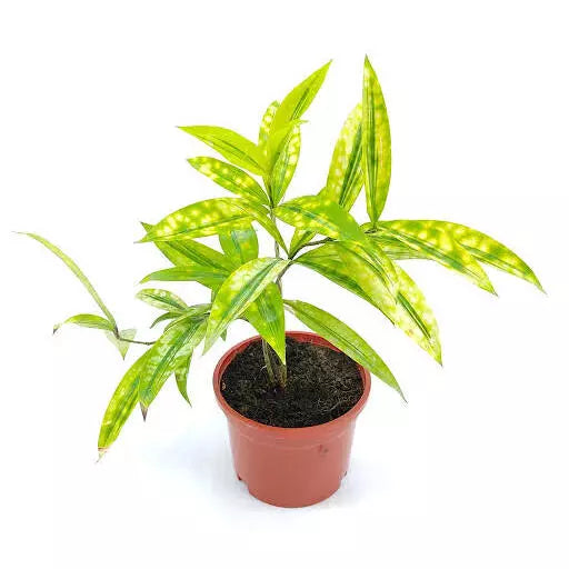 Golden Milky Dracaena/Dracaena Surculosa Mike Plant