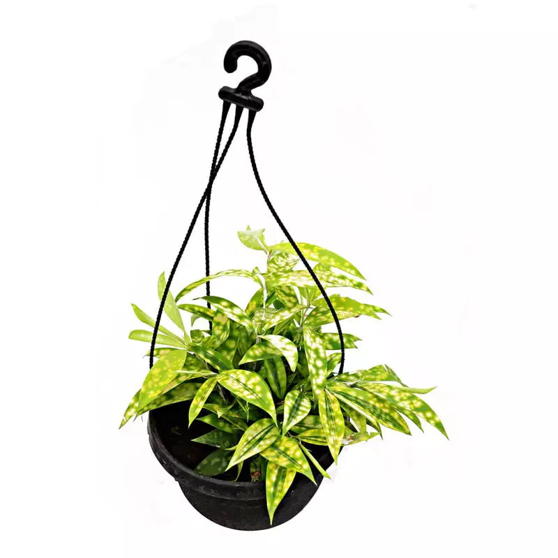 Golden Milky Dracaena/Dracaena Surculosa Mike Plant