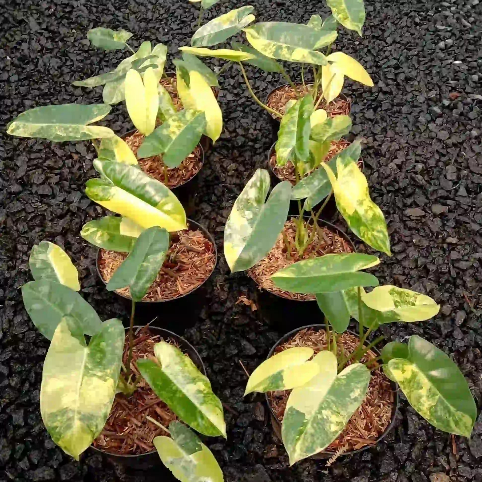 Philodendron Burle Marx Variegated