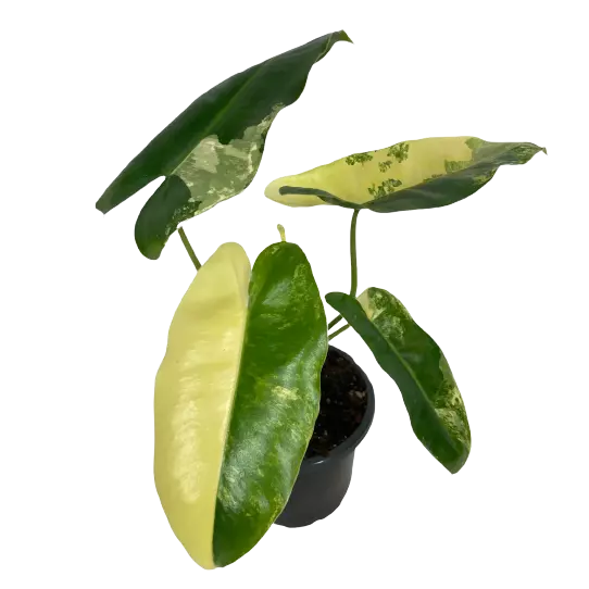 Philodendron Burle Marx Variegated