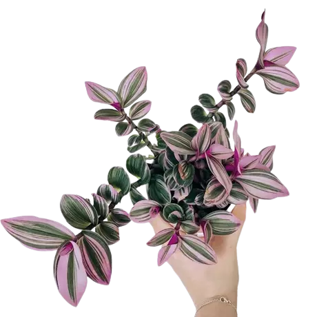 Tradescantia Nanouk - Rare
