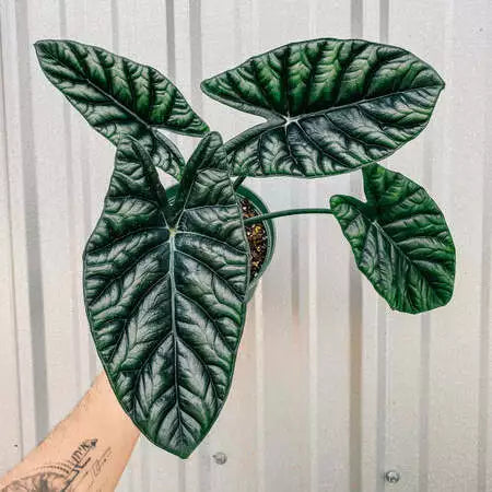 Alocasia Sinuata