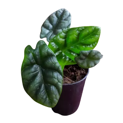 Alocasia Sinuata