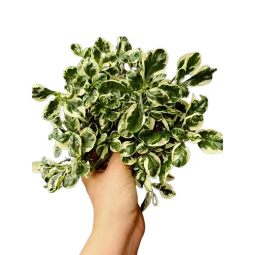 Alternanthera Ficoidea Snowball, Alternanthera Variegated