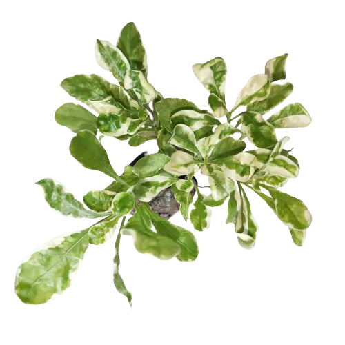 Alternanthera Ficoidea Snowball, Alternanthera Variegated