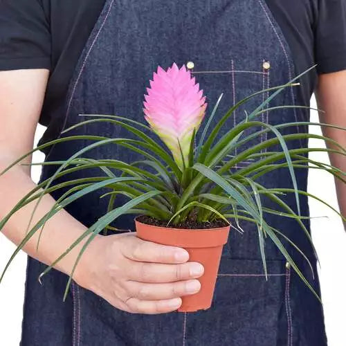 Pink Quill Wallisia Cyanea- Airplant