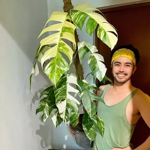 Monstera Epipremnum Pinnatum Variegated