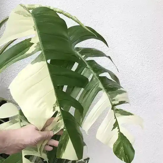 Monstera Epipremnum Pinnatum Variegated