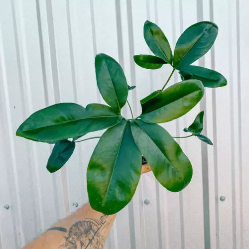 Philodendron Goeldii (Thaumatophyllum spruceanum)