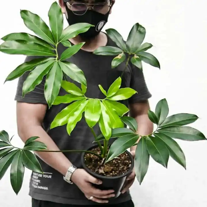 Philodendron Goeldii (Thaumatophyllum spruceanum)
