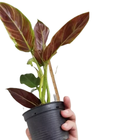 Philodendron Subhastatum