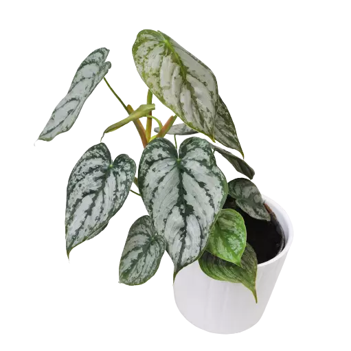 Philodendron Brandtianum - Rare Plant